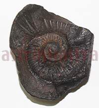 Shaligram 10768 60gm